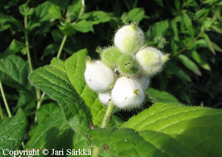 Liuskakuumejuuri, Triosteum pinnatifidum